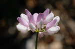 Purple crownvetch